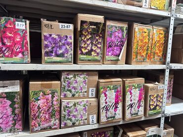 Садовые цветы и кустарники: Луковицы цветка: Лилейники — 15