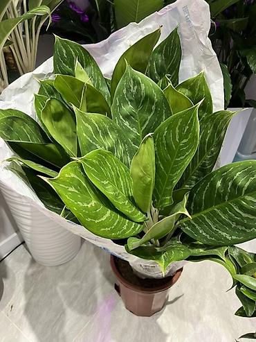Аглаонемы: Корица дерево в идельном виде Комнатные растения в декоративных кашпо — 6