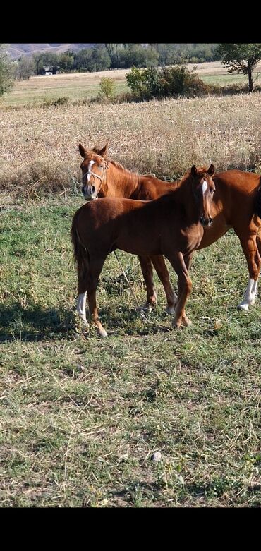 хаски стоимость щенка: Сатам | Байтал