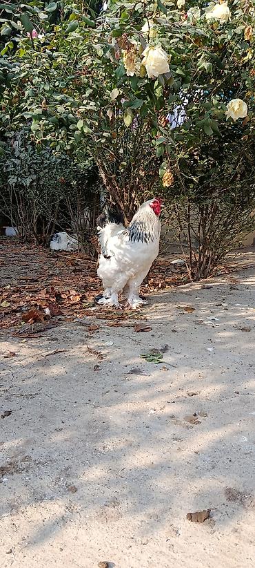 ovculuq və baliqciliq: Xoruz, Brama, il: 2, Ödənişli çatdırılma — 4