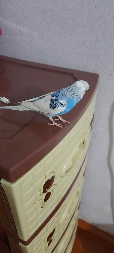 Tutuquşları: Ələ öyrəşmiş quşdu fikri ciddi olan vatcapa yazsin sumqayìt — 20