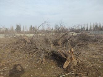 декор зелень: Отун