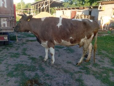 Коровы, быки: Продаю | Корова (самка), Тёлка | Алатауская, Симментальская | Для разведения, Для молока | Стельные, Искусственник