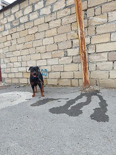 alman coban iti balası: Rotveyler, 2 il, Dişi, Peyvəndli — 7