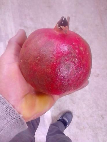 Другие фруктовые и ягодные растения: Саженцы плодовых деревьев — ассортимент для домашнего сада — 11