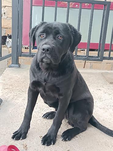 kone kors: Kane-Korso, 8 ay, Dişi, Ödənişli çatdırılma — 3