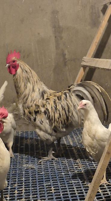 sebzi quşu: Avstralorp Motlet Avstralorp 11 aylıq Barter edilir Boynunyoluq Ankona — 4