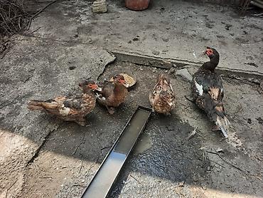 Digər quşlar: Salam 3 diçi bir ekek təmiz sort ördəklərdi — 9