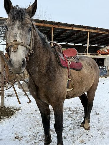 Лошади, кони: Продаю | Жеребец — 2