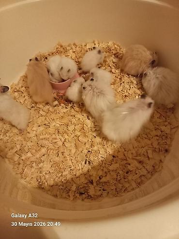 sabuncu toyuq bazari: Hamster satılır ünvan merdekan şüvəlan vatsap nomresi 0515913288 — 7