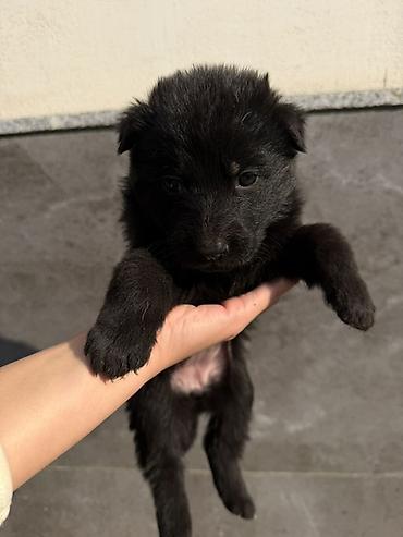 тайган собаки: 🐕 ПРОДАЮТСЯ ЧИСТОКРОВНЫЕ НЕМЕЦКИЕ ОВЧАРКИ! 🐕 Предлагаем к продаже — 2