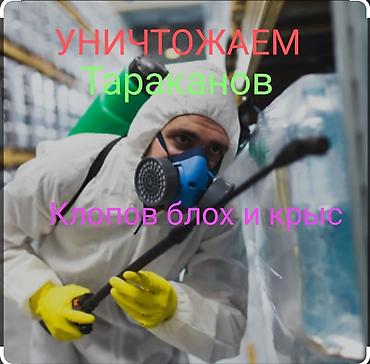 Дезинфекция, дезинсекция: Дезинфекция, дезинсекция, | Тараканы, Вирусы, микробы, Клопы, | Офисы, Дома, Кафе, магазины — 2