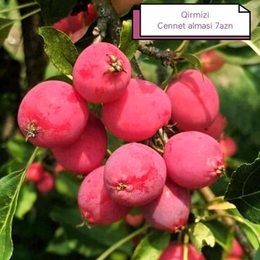 Şitillər: Məhsul: Bağ bitkiləri və meyvə fidanları seçimi - Hibiskus (Rose of — 3