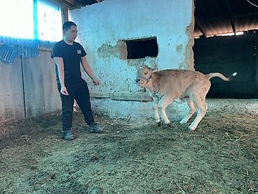 Коровы, быки: Продаю | Музоо, торпок | На откорм | Племенные — 10