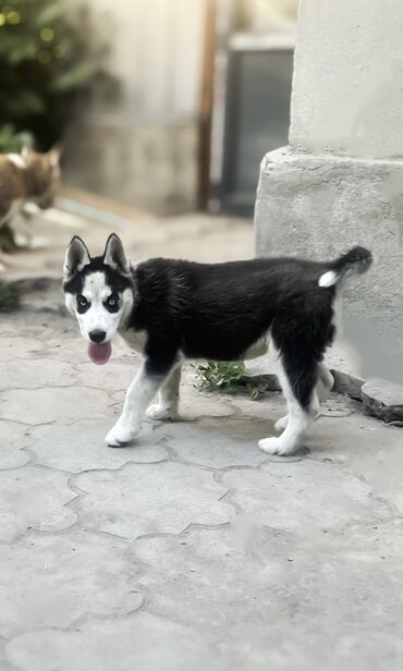 каракол собаки: Продается чистокровный щенок хаски девочка крупная 3 месяца Цена