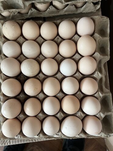 ат конь: Продаю яйцо Есть все котегорий яиц (домашние тоже есть) Местные
