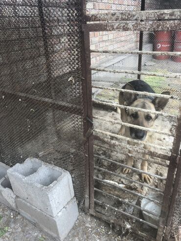 продажа собак в бишкеке: Немецкая овчарка, Более 5 лет, Самка