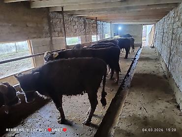 Коровы, быки: Продаю | Тёлка | Швицкая | Привязанные — 9