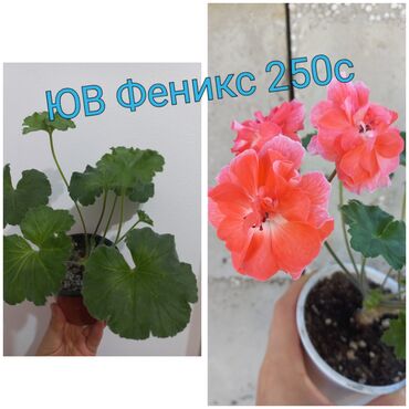 Садовые цветы и кустарники: Черенки цветка — 3