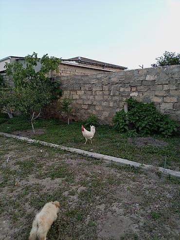 qus sesleri: Salam xoruz və ördək lər satılır hamısı 60 manatdır xoruz 8 ay — 4