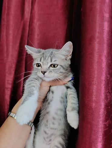 sahiblen: Tabbi — 2
