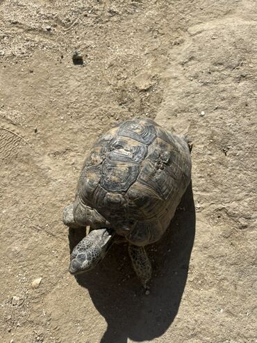 bmw 3 серия 330d at: Quru tısbağa – bağ üçün sakit, baxımı asan ev heyvanı - Növ: quru