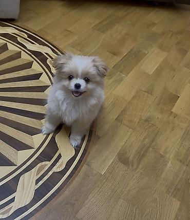 pomeranian it: Şpitz, 4 ay, Dişi, Peyvəndli — 7