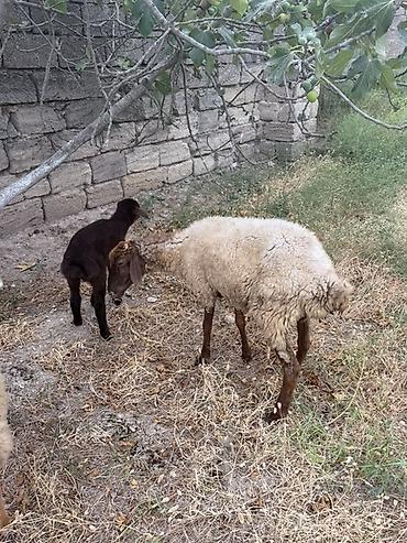 Mal-qara: Qoyun və quzu ana bala 1 ci qarindı quzu 1 aylıqdı kim istəsə yığa — 2