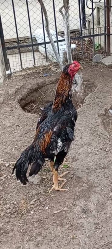 heyrati xoruz qiymeti: Xoruz, Heyratı, il: <1