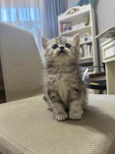 Pişiklər: Britan, Ünvandan götürmə — 6