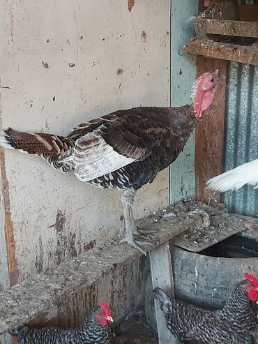 Balıqlar: 1 ədədi 50 manata erkeydi