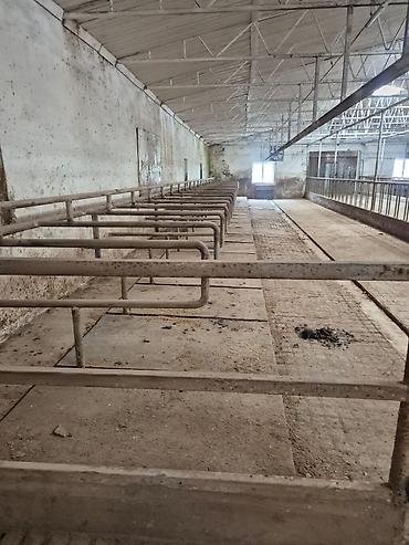 fermaya: Ferma mal saxlamaq üçün mükemmel bir yerdi erazisi böyük ve elave — 3