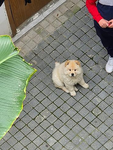 afcarka balası satışı: 🐶 SATILIR – ÇAU-ÇAU Erkək Çau-Çau balasıdır. 2 aylıqdır, rəngi ağdır — 2