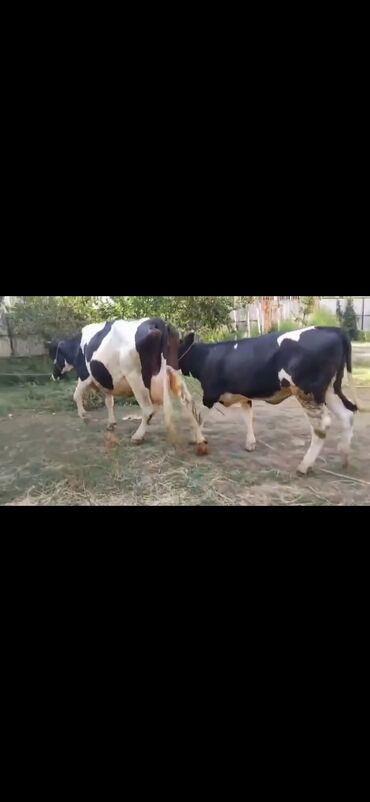 Inəklər, öküzlər: Saxanlı alaca inək və buzov dəsti. - Cins: Holştayn tipli, qara‑ağ — 2