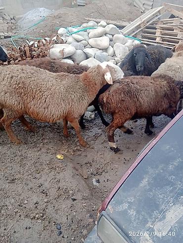 Баран, овца: Продаю | Баран (самец) | Для разведения | Матка — 11