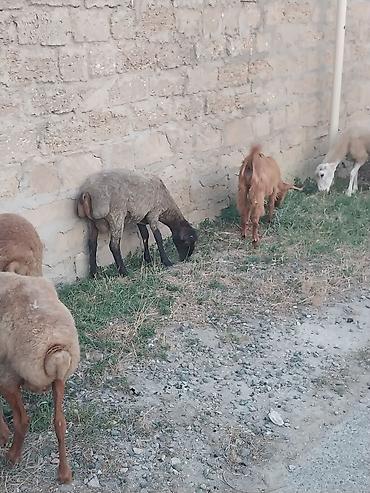 qurbanliq qoyun: Saf qan təmiz hələb təkəsi, onnan dönmə çəpişlər, Ana-bala qoyunlar. 2 — 9