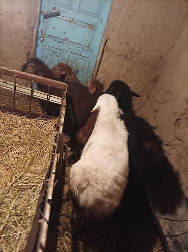 Баран, овца: Продаю | Ягненок | Для разведения — 10