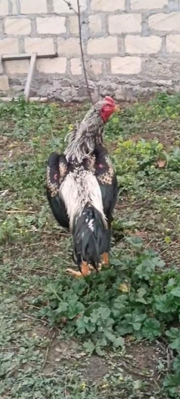 o şamo: 11 ayliq ata taylant ana mamba super qani olan heyvandi atasida — 3