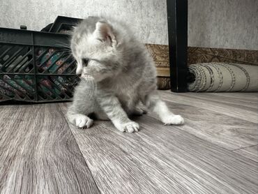 русская голубая длинношерстная кошка: Котенок шотландской вислоухой породы. Обладает мягкой плюшевой шерстью