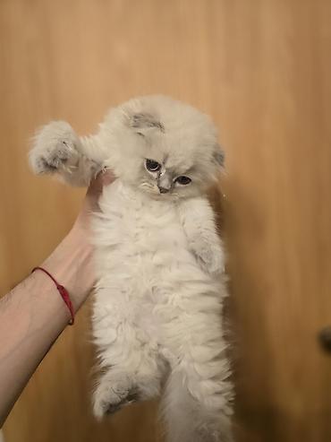 Pişiklər: Şotland yasti qulaq colir point erkey bala satişdadi.Fevralin 1 i — 7