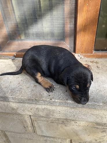 İtlər: Doberman, 1 ay, Dişi — 1