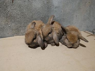 bala afçarka: Satılır: dekorativ quzuqulağı (lop-eared) miniatür dovşan balaları - — 4