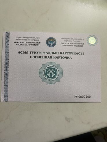сколько длится беременность коровы: Сатам | Ургаачы кой (ургаачы), Козу | Арашан | Көбөйтүү үчүн | Асыл тукумдуу, Ургаачы, Токту