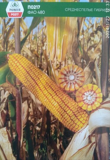 куплю кукурузу: Продаю семена кукурузы от компании "Пионер" гибриды P0937 P0900