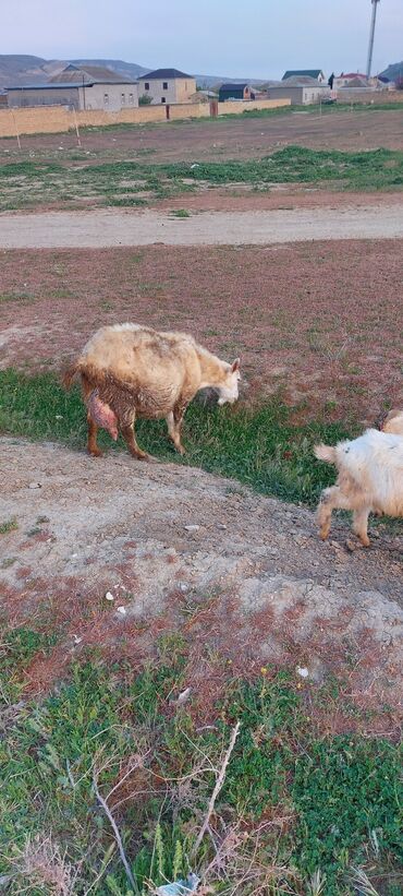 hələb keçi: Maraglananlar zeng elesin