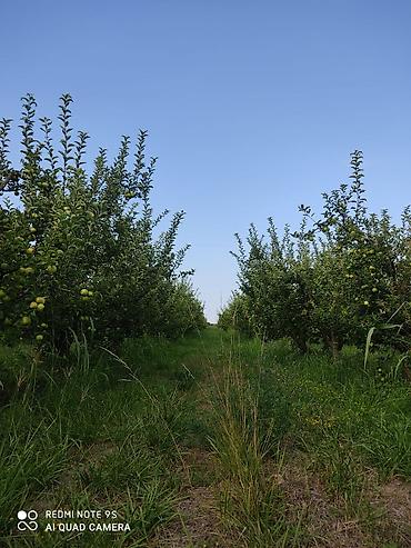 bilgeh ev satilir: 2713 sot, Kənd təsərrüfatı, Mülkiyyətçi, Kupça (Çıxarış) — 9