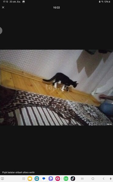 Pişiklər: Yaxşı əllərə — 11