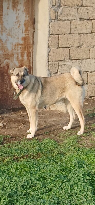 it adlari disi: Qurdbasar, 2 il, Dişi, Peyvəndli, Ödənişli çatdırılma