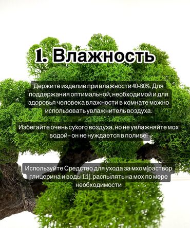 Декоративные цветы: В переводе с японского Бонсай означает «дерево, выращенное в блюде» at lalafo.kg — 12 Декоративные цветы: В переводе с японского Бонсай означает «дерево, выращенное в блюде» — 12