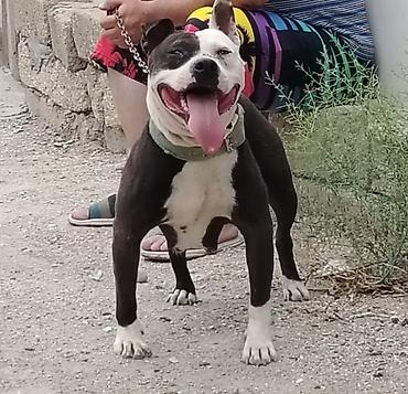 pitbul itlər: Pitbul, 1 il, Dişi — 1